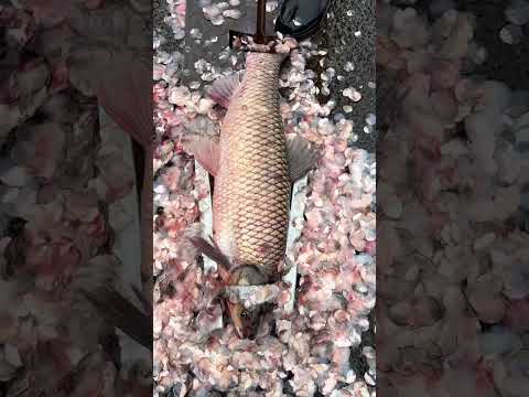 Quickly remove fish