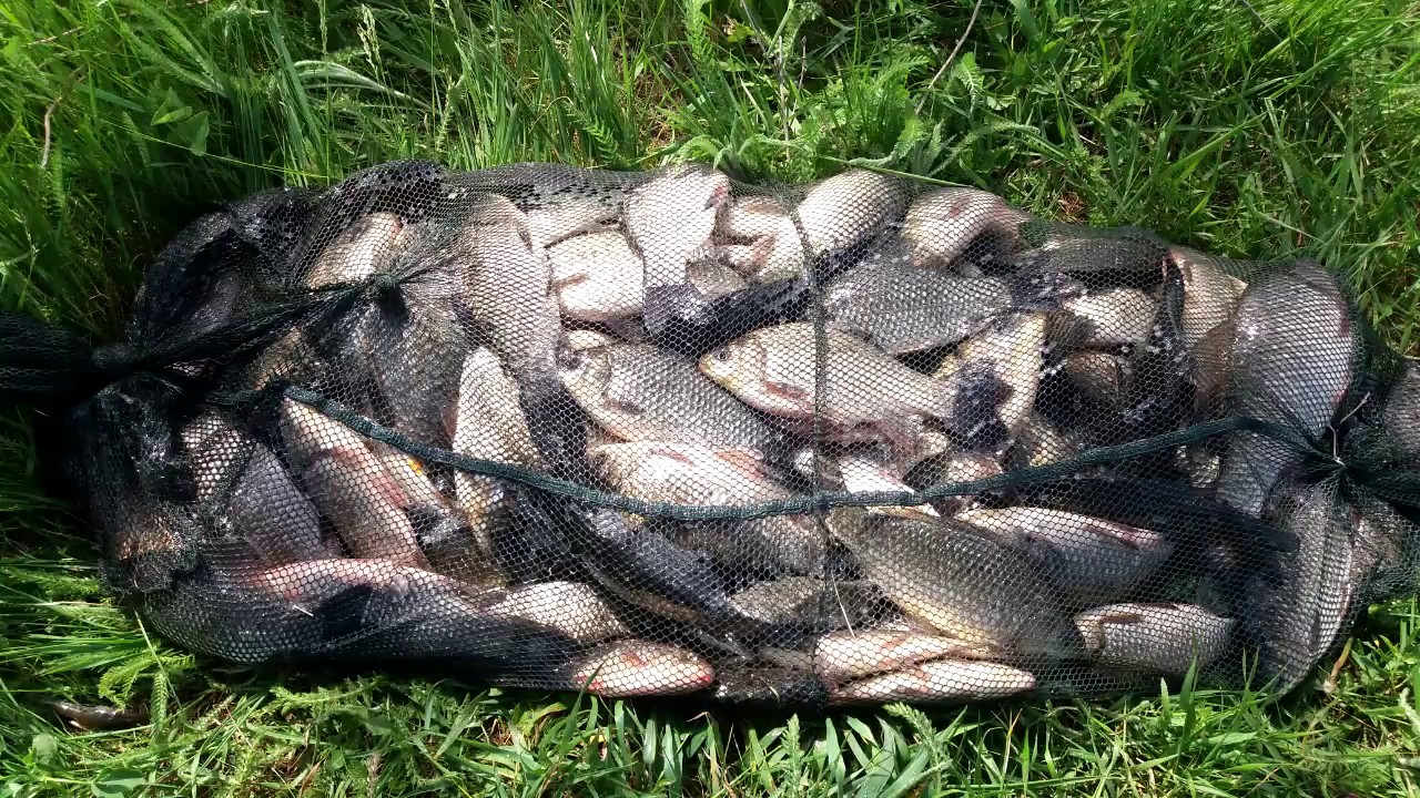 Поймать живую рыбу руками. Рыба в садке. Много рыбы в садке. Много карасей. Крупный улов рыбы.