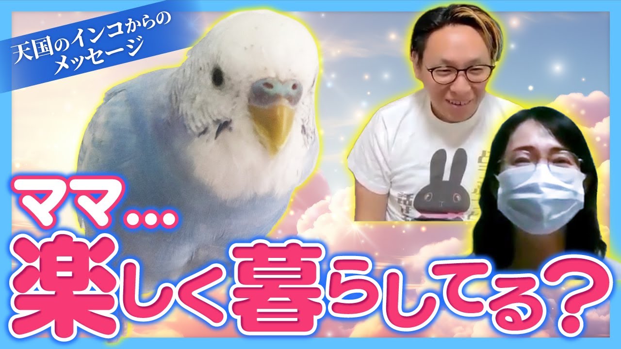 亡くなったセキセイインコとzoomで話してみた