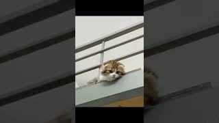 kitten climbing stairs #shorts