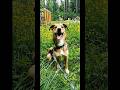 Тэрри - славный пёсик #top #собака #милота #архив #love #cute #nice #dog #life #nature #veo3 #ai