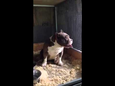 American Bully camera iphone 8 plus apk