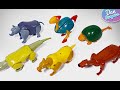 Dinosaurs  animals transforming eggs  mammoth smilodon tiger apatosaurus trex spinosaurus