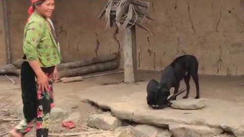 Chó Mông cộc đen đực 50 ngày tuổi - SĂN LÙNG CHÓ BẢN MÔNG KÝ SỰ 2019