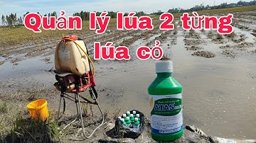 Quản lý lúa cỏ lúa 2 từng bằng atas có hiệu quả không