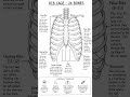📌 Human Rib Cage (24 Bones) | True Ribs, False Ribs & Floating Ribs Explained #Anatomy #Human Body