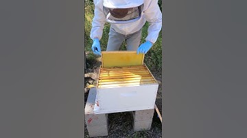 Honeybee Brood Box Frames #Shorts
