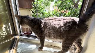 KEDİ SESİ #cat #sokakhayvanlarınıkoruyalım #satinalmasahiplen #kitty #kitten #cute 
