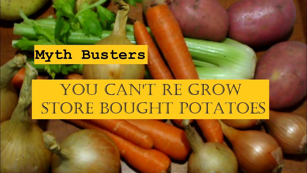 You can't Re grow store bought potatoes they spray them with growth