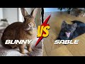 Sable Buddy reaction on Bamboo the bunny