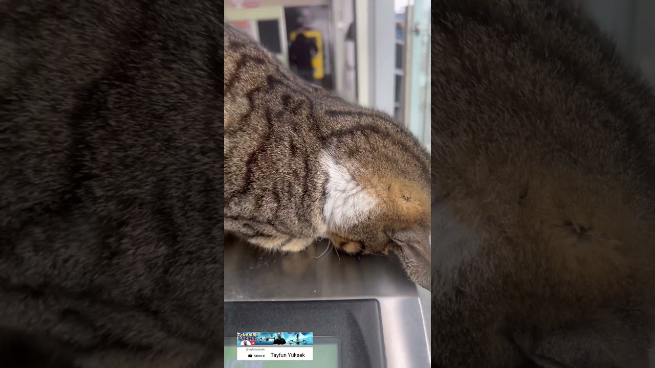 Mama Mesaisine Kalan Büyükşehir Belediye Personeli 😂😂/ Yeni Sözleşmeli Personel Atamaları 😂