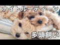 多頭飼いのリアルなナイトルーティーン／お手入れの方法も紹介しています♪【マルプー/チワプー】