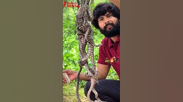 🐍🐍 Murliwale Hausla |  murli wale hausla #murliwalehaushla #murliwalahosla #cobra #python