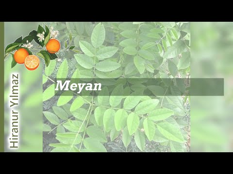 Meyan