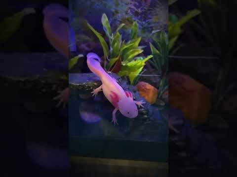 Small Animals To Big Animals Animals Edition AnimalSizeComparison Smalltobiganimals