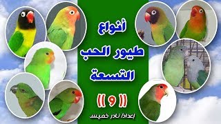 أنواع طيور الحب ️ +شرح بالصور Types of love birds