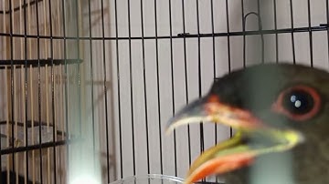 #part2 MASTERAN TENGKEK BUTO GACOR SUARA JERNIH SPEED RAPAT Audio Jernih Real Video 