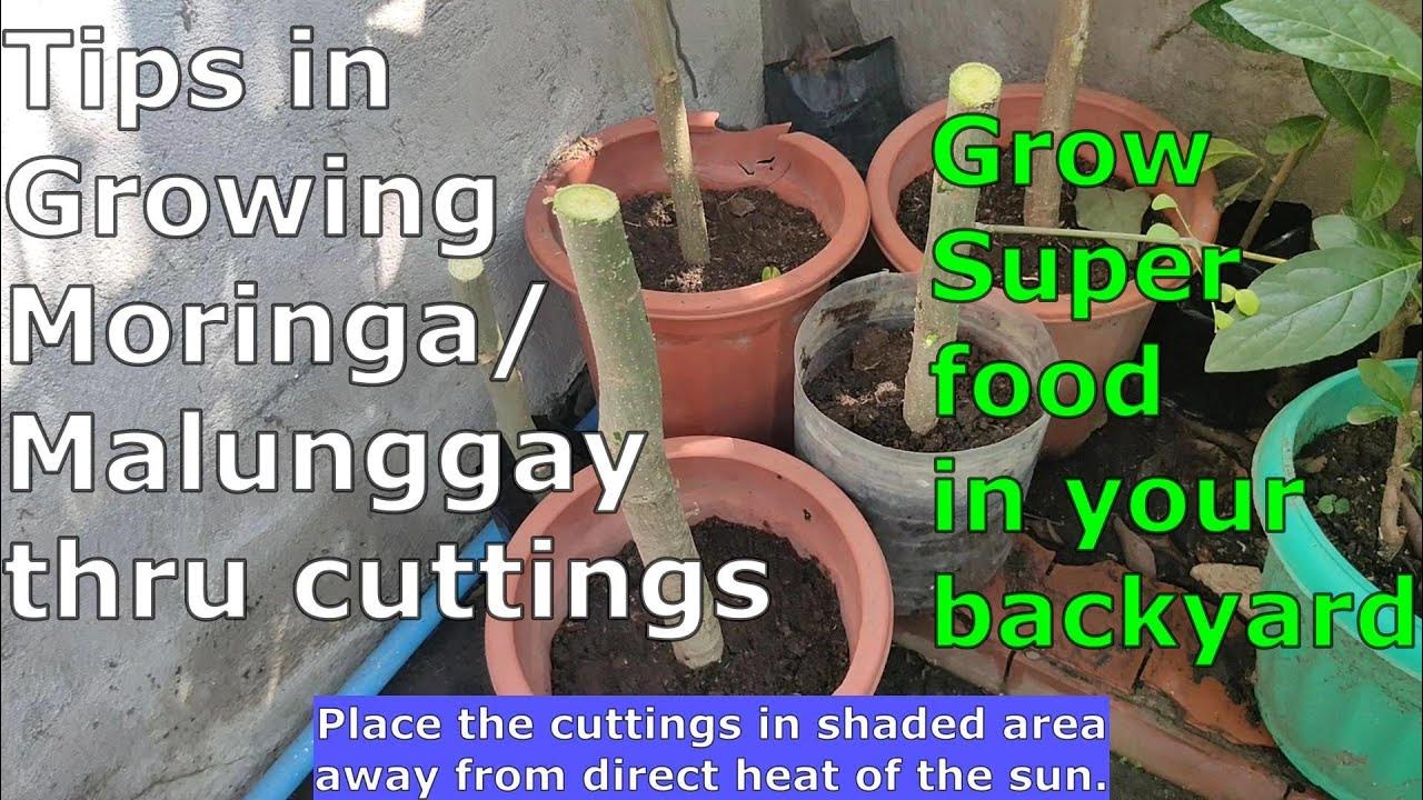 Tips Grow Moringa Tree from Cuttings YouTube