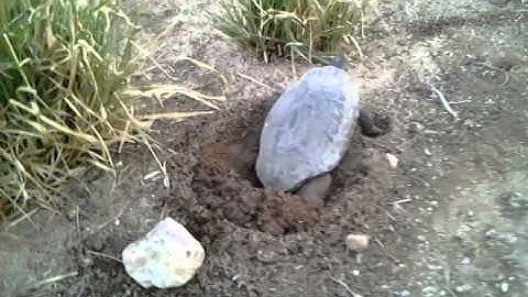 Water Turtle Digging Hole To Lay Eggs