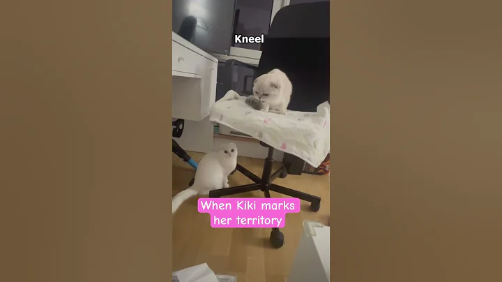 Video 8913301: scottish fold cat kitten, scottish fold kitty, cute scottish fold kitten, fold cat scottishfold, fight funny