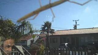 Dancing Stickbug