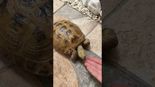 🐢 "No traes nada?" 😡 #tortugas #tortoiselove #tortoise