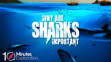 Why are Sharks Important to the Ocean | Apex Predators | 10Minutes Exploration