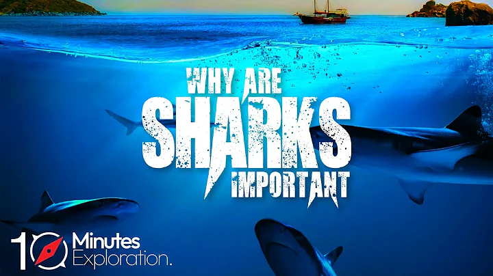 Why are Sharks Important to the Ocean | Apex Predators | 10Minutes Exploration