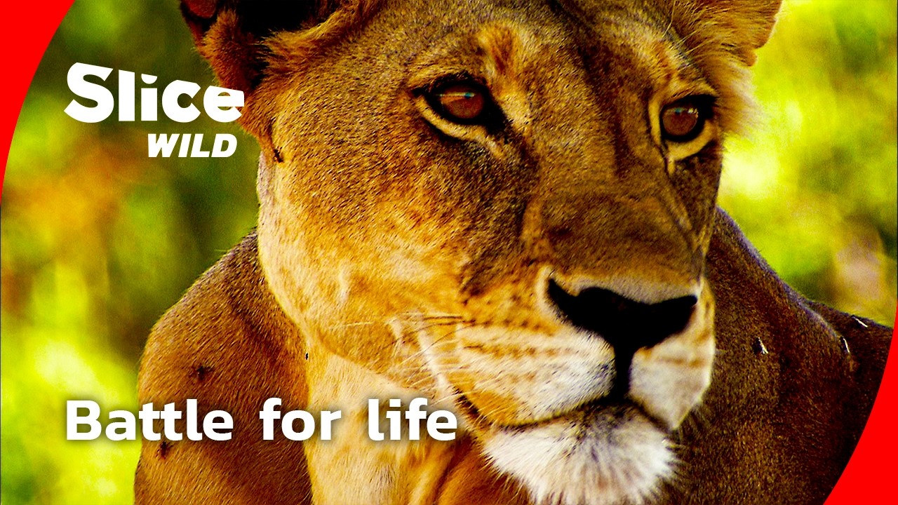 How a lion pride survives the drought I FULL DOC | SLICE WILD