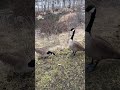 #geese #feedinggeese #boredatwork