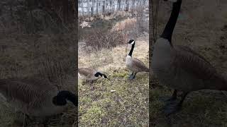 #geese #feedinggeese #boredatwork