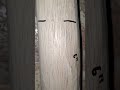 Making A New Short Bow Sinshastashorts Bowyer Archery Woodenbow Making A New Short Bow Sinshastashorts Bowyer Archery Woodenbow