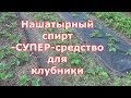 Нашатырный спирт для клубники - хорошая подкормка и отличное средство от вредителей