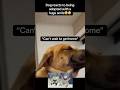 Biggest dog smile😭 #fyp #viral #animals #dogs #dog #cute #aww #fypシ #shorts #ytshorts #funny #yt