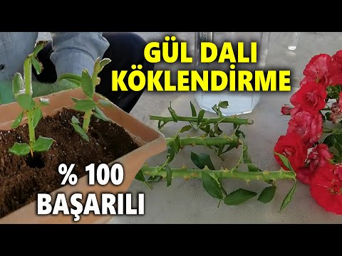 GÜL KÖKLENDİRME-Gül Nasıl Çoğaltılır- Çelikten Gül Çoğaltma-Daldan Gül Çoğaltma-Rose-Rose Rooting