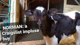 NORMAN: A Craigslist impulse buy, a bottle baby bull calf