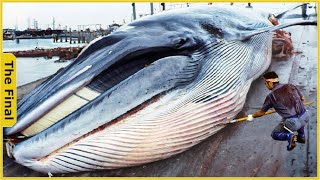 How fishermen harvest and cut a 100-ton stranded whale | Food Processing Machines