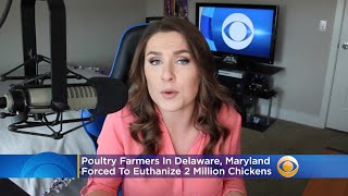Poultry Farmers In Delaware, Maryland Forced To Euthanize 2 Million Chickens Amid Pandemic