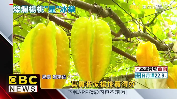 黃燦燦楊桃廈門豐收 香甜多汁閃亮「星」兵 @newsebc - 天天要聞