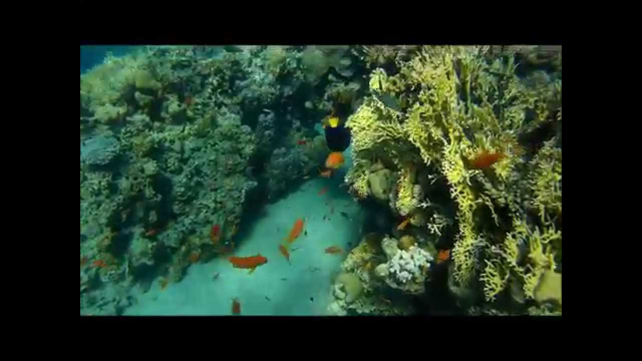 غوص في ايلات-צלילה באילת- Diving in the red sea,Eilat - YouTube
