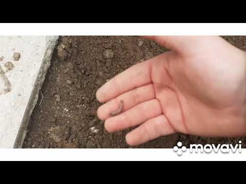 Βίντεο: Πώς να βρείτε ένα σκουλήκι