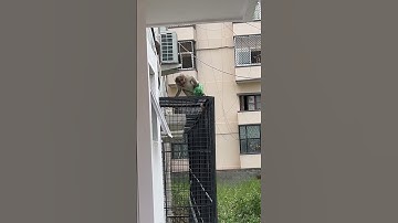 The monkey business #trending #laugh #jokes #shorts #original #youtubeshorts #subscribe #follow