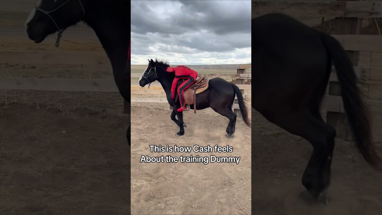 Cash has made his feelings of my new training #equestrian #horse #fyp