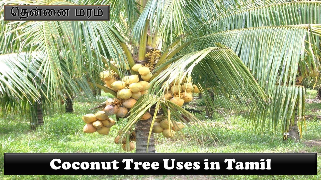 coconut tree essay in tamil language