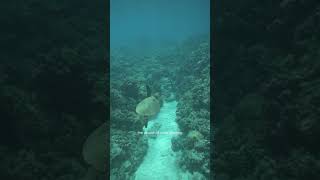 Underwater edit of sea turtle 🐢 #underwater #hawaii #ocean #sea #videoediting #wildlife