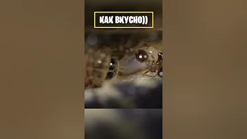 Зачем они кормят ее своим потомством?