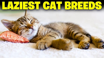 10 Laziest Cat Breeds In The World