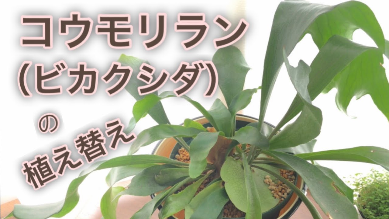 コウモリラン ビカクシダ の植え替え 観葉植物 Youtube