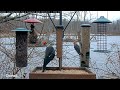 Pileated Woodpecker Highlights Several Woodpecker Species At Cornell Feeders – Jan. 11, 2024