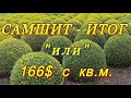 САМШИТ (БУКСУС) - результат укоренения "ИЛИ" - 166$ с квадратного метра...